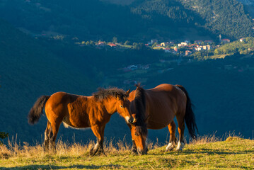 escena de dos caballos durante el atardecer con el valle al fondo, Pais Vasco