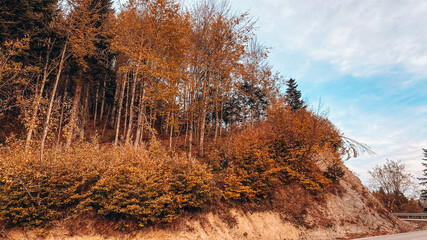 Obraz na płótnie Canvas wonderful autumn photo. autumn in a forest. yellowed leaves. fallen leaves.