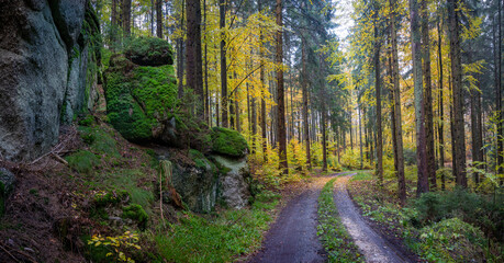 Herbstliches Waldwegpanorama im Waldviertel