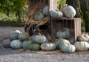 Citrouilles noires d&eacute;caiss&eacute;es