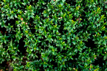 green leaves background