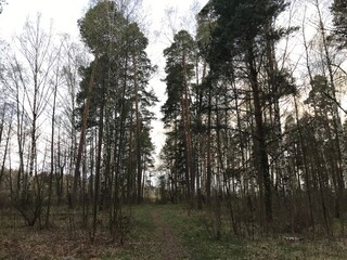 Fototapeta premium trees in the forest