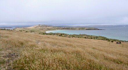 Rough and windy grass landscape on island, Falkland Islands