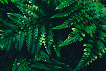 green fern leaf texture pattern background