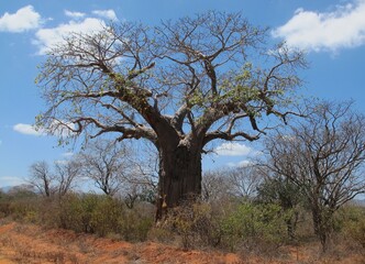 baobab Kenia