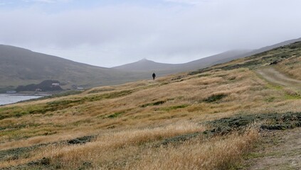 Fototapeta na wymiar Man tracking in rough and windy grass landscape on island, Falkland Islands