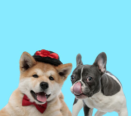 French bulldog licking its nose and Akita Inu wearing hat