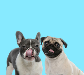 Suspicious French bulldog licking its nose and clumsy Pug