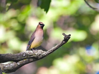 Cedar Waxwing Bird Perched on a Tree Branch with Head Titled Slightly in Beautiful Color and Green Forest and other Foliage Blurred in Background