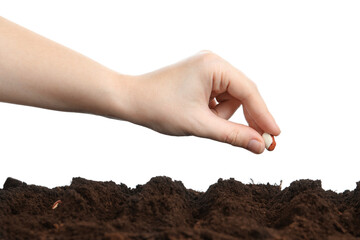 Woman putting bean into fertile soil against white background, closeup. Vegetable seed planting