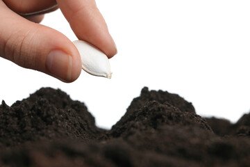 Woman putting pumpkin seed into fertile soil against white background, closeup. Vegetable planting