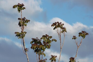 arboledas en la primavera de bahia blanca en argentina