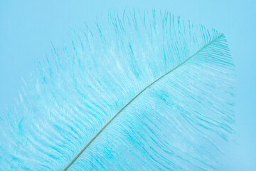 Blue feather texture on a blue background. Feather background. Flat lay, top view