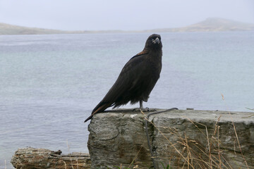 Johnny rook bird sitting on stone before water, Falkland Islands