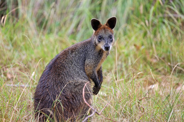 Naklejka na ściany i meble Wallaby - Phillip Island, Victoria, Australia