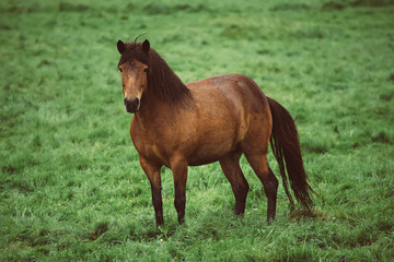 Fototapeta premium Single icelandic horse