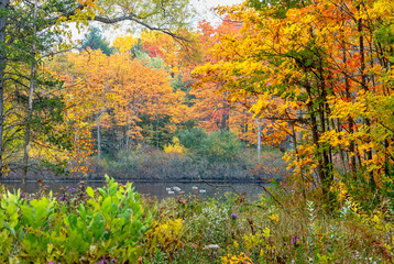 Fototapeta na wymiar Colorful Fall Landscape with ducks swimming in a pond