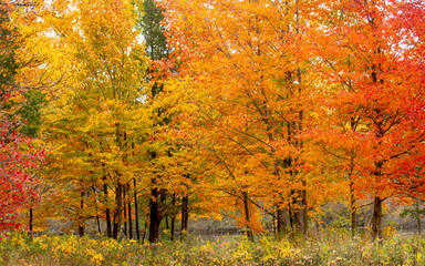 Beautiful Golden woods in northern USA on a October fall day 