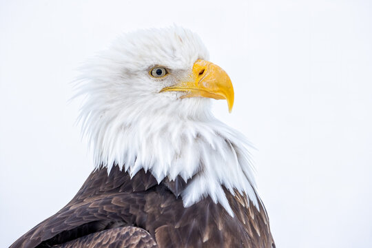 Portrait Of A American Bald Eagle With White Background