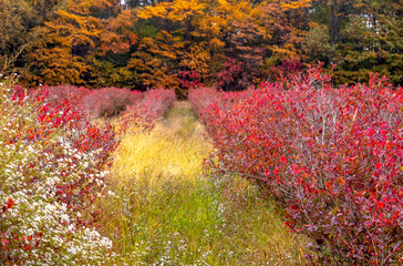 Agricultural  Blueberry farm in autumn, as the berry bushes turn a deep red