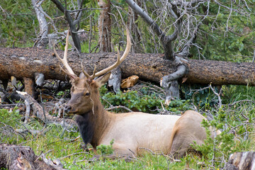 Elk of The Colorado Rocky Mountains