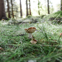 mushroom in the forest