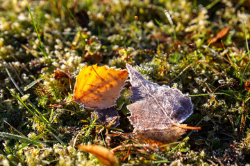 background of moss with autumn leaves. frost and ice on the grass.