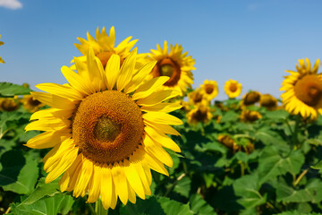 Beautiful sunflower growing in field, closeup view
