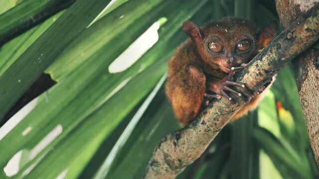 Philippines sanctuary: tarsier looks camera. Cute primate with big brown eyes poses to cam. Endangered animal sit on palm tree branch. Filipino tourist attraction at Bohol Island. Shot in 4k, UHD