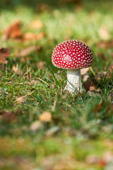 colorful close up of fly agaric mushroom sitting in the grass