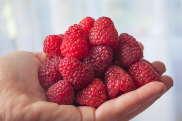 A woman holds a large ripe raspberry in her hand. You can see the palm and a handful of raspberries...