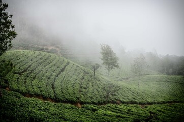 Sri Lanka hill countryside, highland tea estate, Ceylon tea landscape, mist