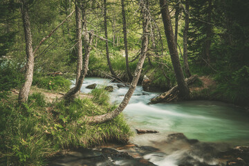Fototapeta premium Scenic Forest River