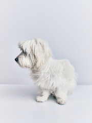 Adorable dog over isolated white background.
