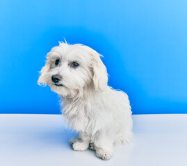 Adorable dog over isolated blue background.