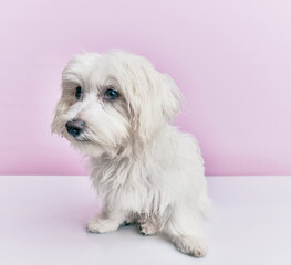 Adorable dog over isolated pink background.