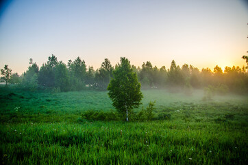 Fototapeta na wymiar morning mist. Sunlight penetrates through birches and coniferous trees