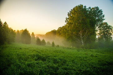 morning mist. Sunlight penetrates through birches and coniferous trees