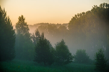 morning mist. Sunlight penetrates through birches and coniferous trees