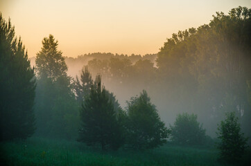 Obraz premium morning mist. Sunlight penetrates through birches and coniferous trees