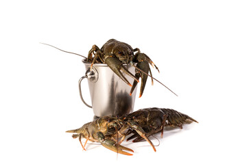 Crayfish live placed into metallic bucket isolated on a white background. Fresh seafood snack.