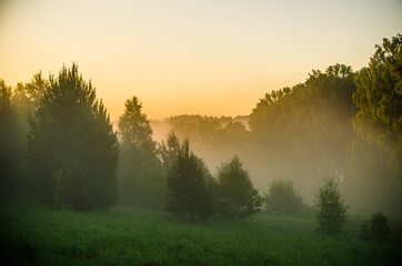 Naklejka na ściany i meble morning mist. Sunlight penetrates through birches and coniferous trees