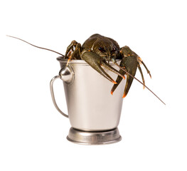 Crayfish live placed into metallic bucket isolated on a white background. Fresh seafood snack.
