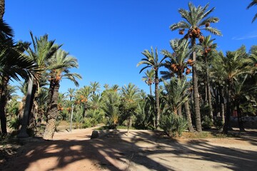 Obraz na płótnie Canvas Landscape and palm trees of the hillside of the Vinalopo River