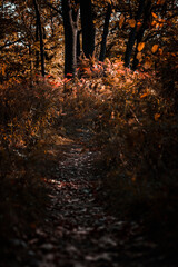 Autumn in the forest