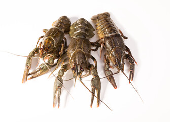 Crayfish live isolated on a white background. Fresh seafood snack.