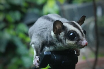 
sugar glider posing on a tripod