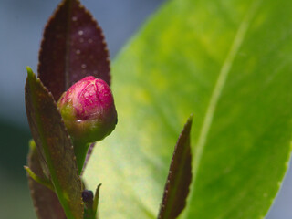 flor de limon, acercamiento, boton rosado