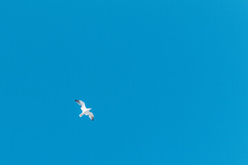 Seagull flying on a blue sky