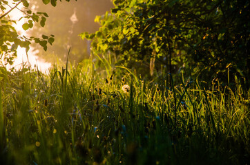 Obraz premium the sun's rays break through the lush grass. thick morning fog